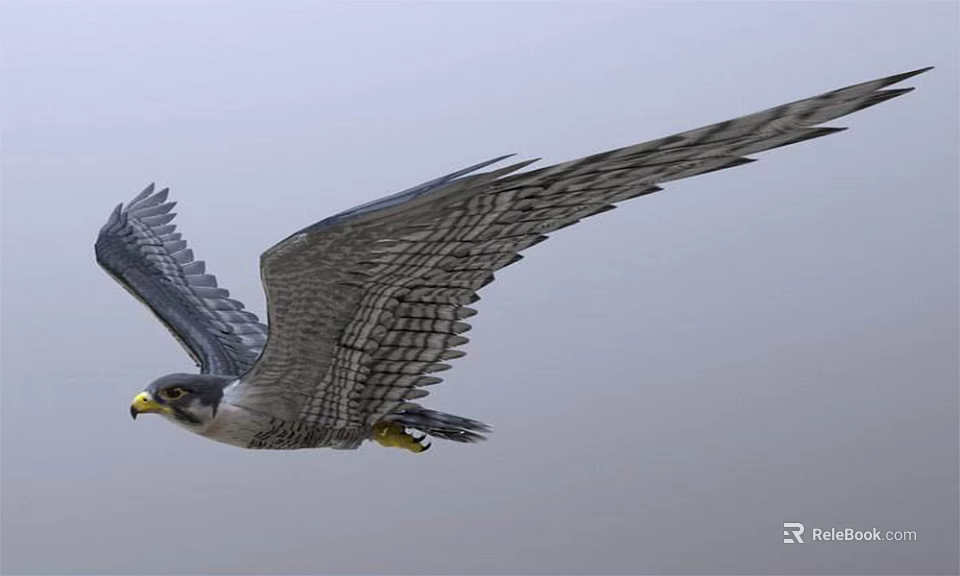 Majestic Gray Falcon Soaring Gracefully With Extended Wings And Patterned Feathers In Clear Sky 3d model 