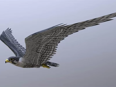 Majestic Gray Falcon Soaring Gracefully With Extended Wings And Patterned Feathers In Clear Sky 3d model