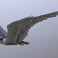 Majestic Gray Falcon Soaring Gracefully With Extended Wings And Patterned Feathers In Clear Sky