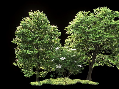 Tall Arbor Trees With Lush Green Foliage White Blossoms And Grass 3d model
