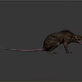Brown Rat With Scruffy Fur Long Thin Tail Open Mouth On Gray Background With Reflection