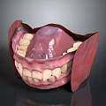 Detailed 3D Rendered Oral Structure Model With Teeth Gums And Tongue
