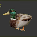 Realistic Duck With Green Head Yellow Beak Brown Body And Orange Feet On Dark Background