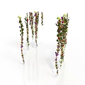 Hanging Plants With Green Leaves And Purple Red Small Flowers On Slender Stems White Background