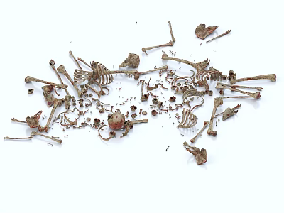 Medical Equipment For Educational Anatomical Teaching Including Human Skeleton Model Fragments 3d model