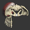 3D Rendered Human Leg Skeleton And Muscle Anatomy Illustration