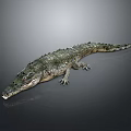Realistic Lifelike Green Crocodile With Detailed Scaly Skin On Gray Background