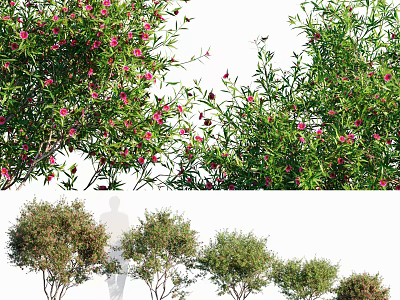 Vibrant Flowering Shrub With Lush Green Foliage Pink Blossoms And Diverse Shapes 3d model
