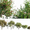 Vibrant Flowering Shrub With Lush Green Foliage Pink Blossoms And Diverse Shapes