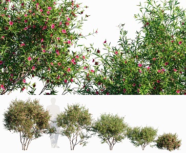 Modern shrub courtyard pine red plum tree shrub hedge plant flower tree garden landscape shrub sketch combination tree shrub courtyard road greening plant 3d model