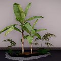 Banana Tree With Large Green Leaves And Small Plants For Indoor Decoration