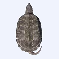 Alligator Snapping Turtle With Rough Shell And Open Mouth In Aquatic Environment 3d model