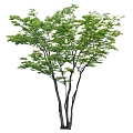 Tree 3d model