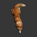 Brown and White Corgi Sitting on Dark Background With Reflection on Smooth Surface