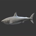White Shark Swimming In Dark Background With Distinctive Fins And Smooth Skin
