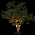 Lush Green Arbor With Dense Foliage And Illuminated Textured Trunk Against Black Background