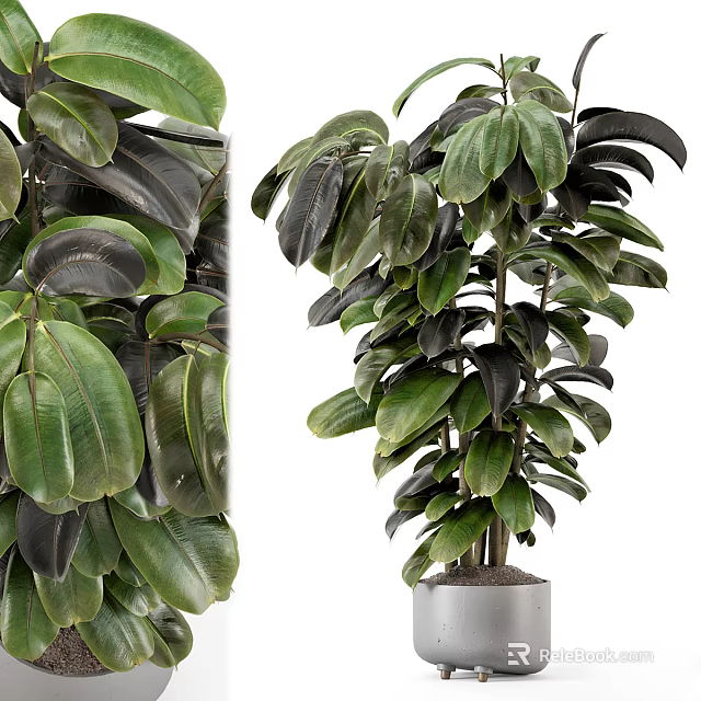 Bonsai Potted Plant With Lush Green Leaves And Healthy Indoor Decor Foliage 3d model 