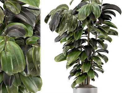Bonsai Potted Plant With Lush Green Leaves And Healthy Indoor Decor Foliage 3d model