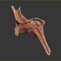 Human Ear Anatomy 3D Model Showing Internal Structures And Detailed Medical View