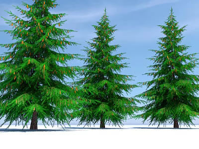 Three Evergreen Arbor Trees with Green Foliage Yellow Cones Blue Sky and Snowy Ground 3d model