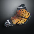Vibrant Butterfly With Orange Black Wings Spots And White Blue Accents Isolated Dark Background