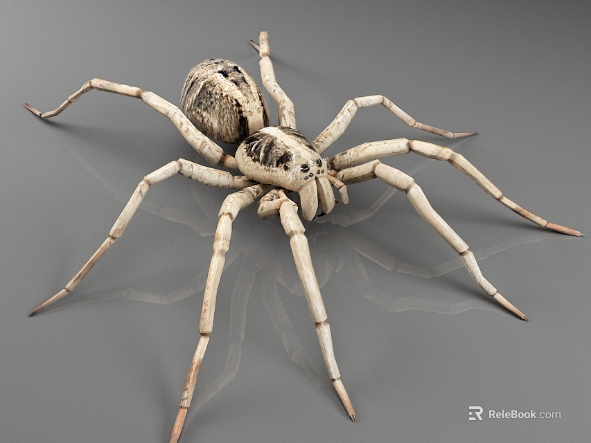 White Patterned Lizard Model with Long Limbs on Gray Background 3d model 