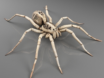 carolina tarantula spider insect 3d model