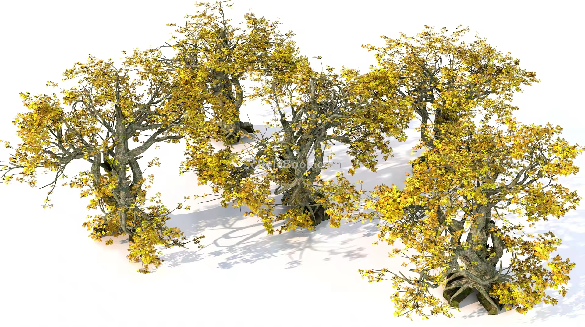 maple forest trees plant maple combination 3d model