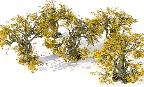 maple forest trees plant maple combination 3d model