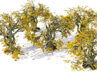 maple forest trees plant maple combination 3d model