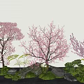 Garden Landscape with Pink Flowering Trees Stones Green Plants and Grass