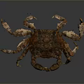 Brown Crab with Textured Shell and Multiple Claws on Dark Background