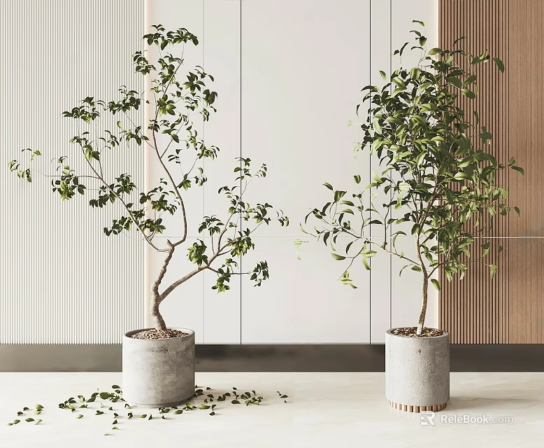 Lush Indoor Bonsai Plants In Concrete Pots With Wooden Wall Decor 3d model 