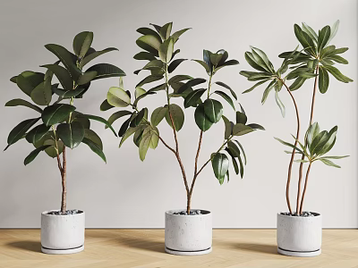 Decorative Bonsai Potted Plants With Lush Green Leaves In White Pots On Indoor Wooden Floor 3d model