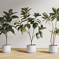 Decorative Bonsai Potted Plants With Lush Green Leaves In White Pots On Indoor Wooden Floor