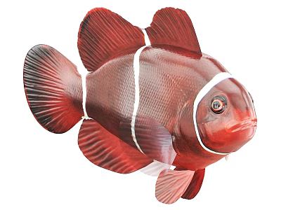 Red Clownfish With White Stripes Colorful Fins And Detailed Eyes Aquatic Marine Life 3d model