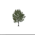 Lush Green Arbor With Dense Foliage And Strong Trunk Isolated On White Background