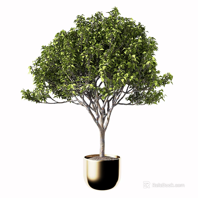 Bonsai Plant With Lush Green Leaves And Thin Tree Trunk In Golden Pot 3d model 