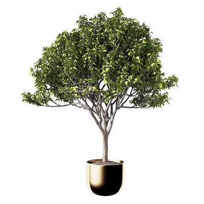 Bonsai Plant With Lush Green Leaves And Thin Tree Trunk In Golden Pot 3d model