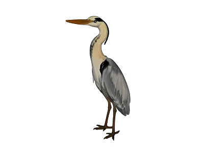 Grey Heron A Graceful Flying Bird With Long Beak And Slender Legs 3d model