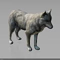 Gray Wolf 3D Model With Lifelike Gray Fur Standing On Dark Background 3d model