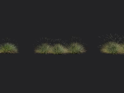 Ornamental Green Grass Clusters Showing Different Natural Growth Patterns For Landscaping 3d model