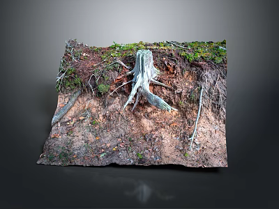 Natural Forest Floor Scene With Tree Stump Exposed Roots Soil And Vegetation 3d model