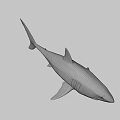 Realistic 3D Shark Model With Sharp Teeth And Detailed Gray Body 3d model