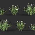 Lush Green Plants Featuring White Small Flowers In Multiple Clusters 3d model