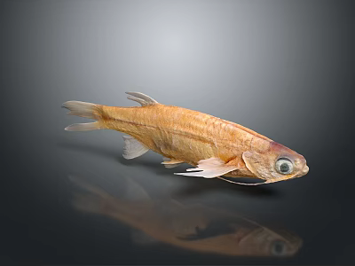 catfish scavenger catfish carp sturgeon bass freshwater fish all kinds of carp grass carp crucian carp 3d model