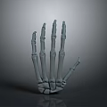 Detailed Skeleton Hand 3D Model On Gray Background With Shadow And Reflection 3d model
