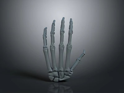 Detailed Skeleton Hand 3D Model On Gray Background With Shadow And Reflection 3d model