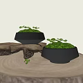 Decorative Moss Plants In Black Bowl Containers On Wooden Base With Small Green Leaves