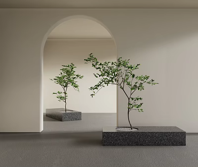 Bonsai Trees On Gray Square Bases In Arched Doorway With Light Walls And Soft Lighting 3d model
